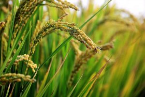 Basmati Rice manufacturers in Punjab