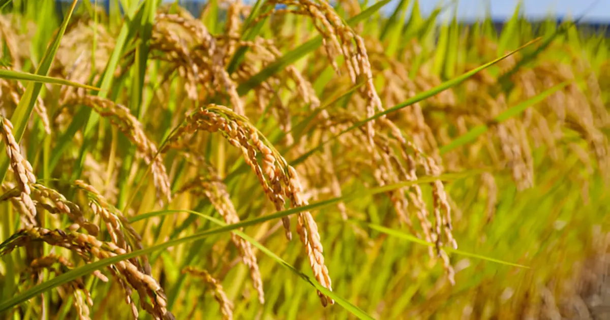 Basmati Rice Exporter in india 