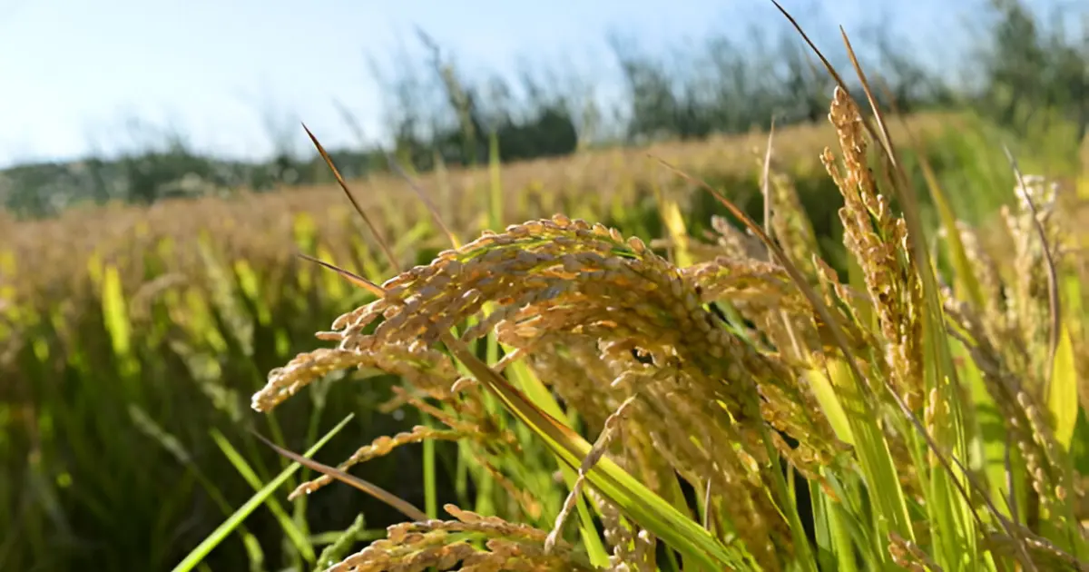 Basmati Rice Exporter in india 